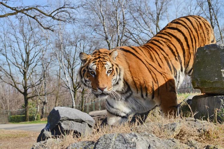 Safari Park Pombia