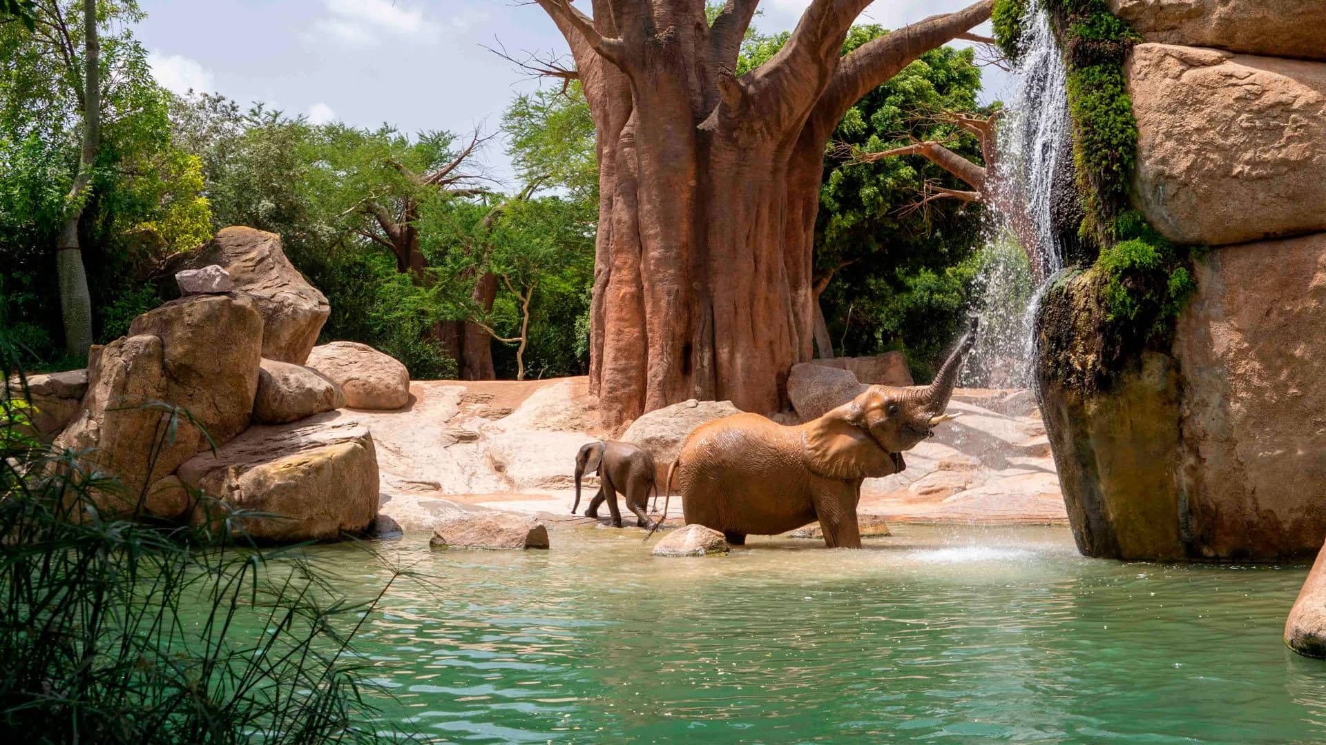 Bioparc Valencia