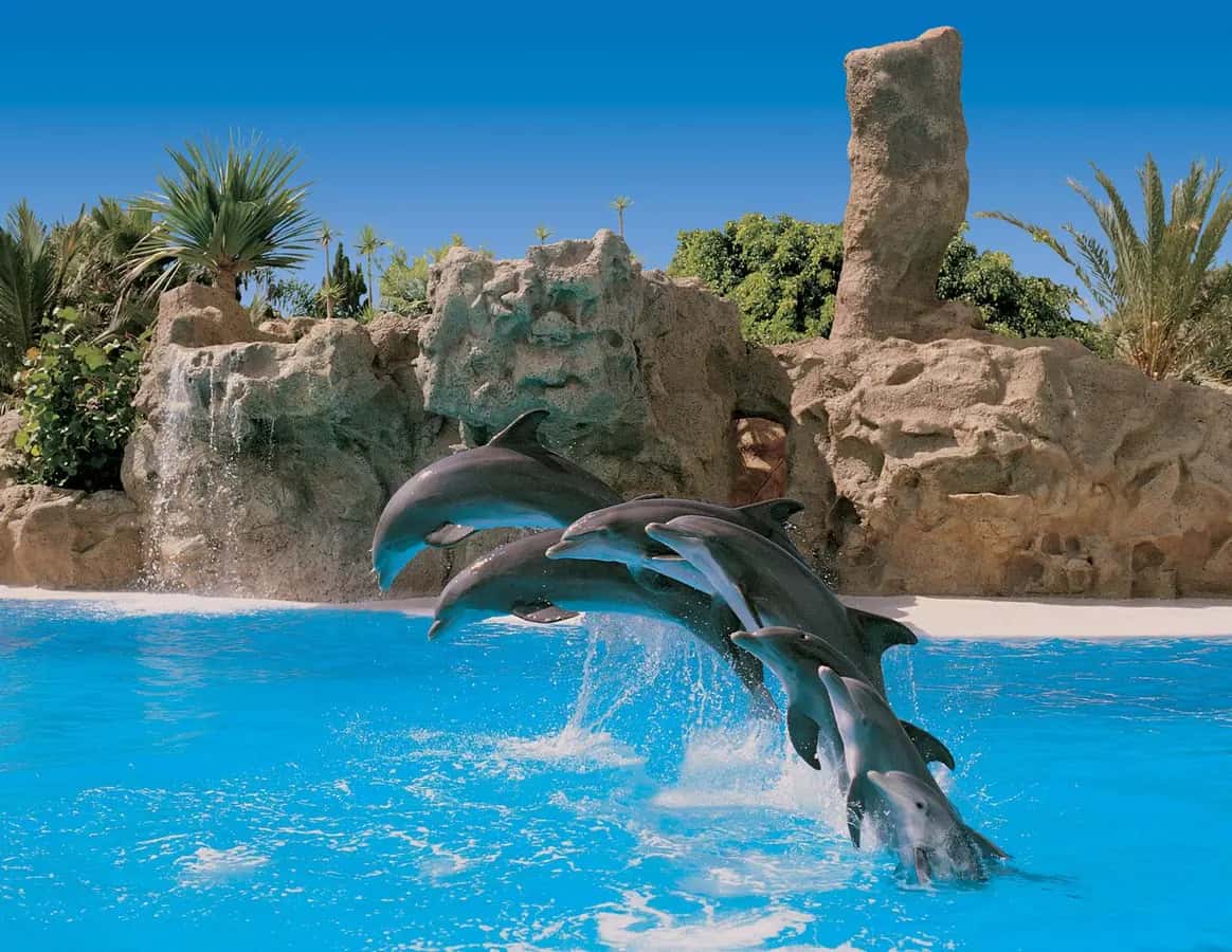 Ingresso e biglietti per Loro Parque: Biglietto d'ingresso