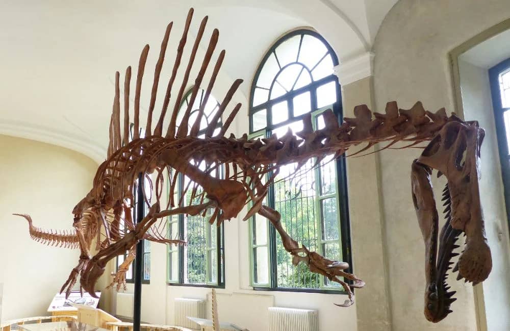 Museo di Storia Naturale: Biglietto d'ingresso e audioguida digitale