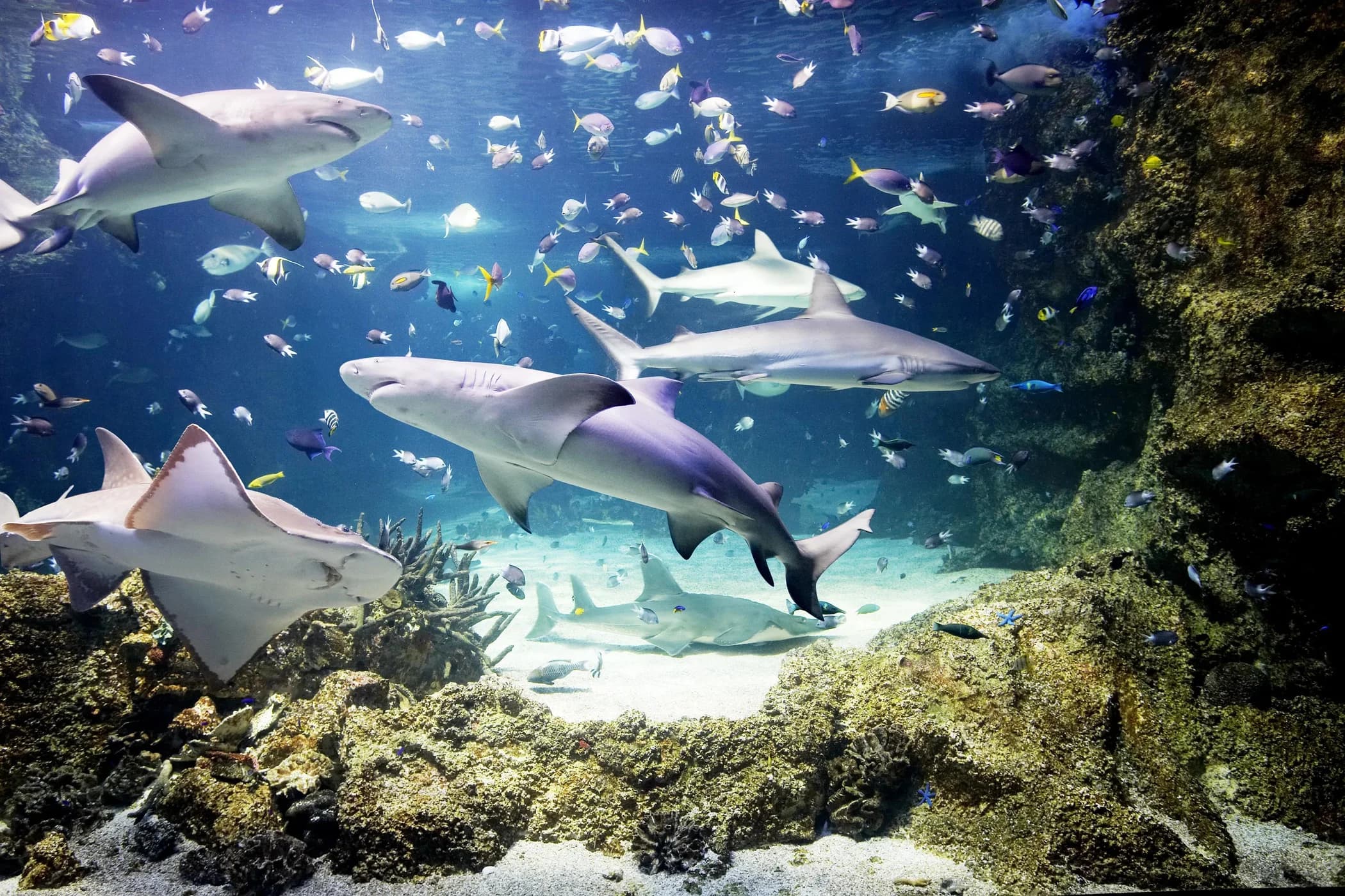 SEA LIFE London Aquarium