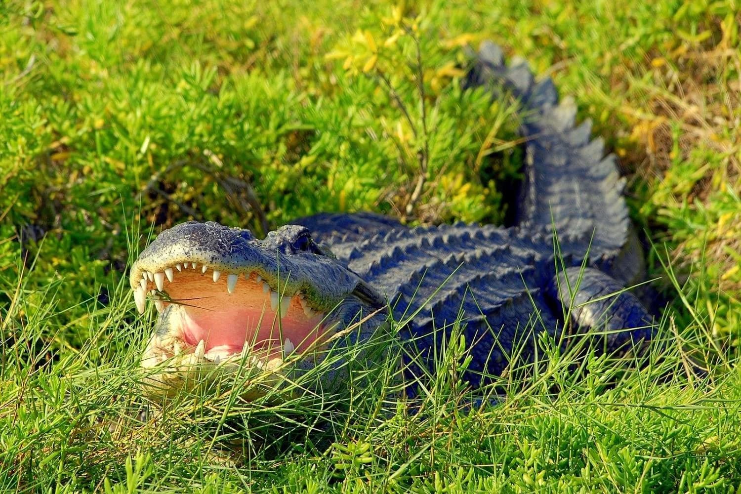 Wild Florida