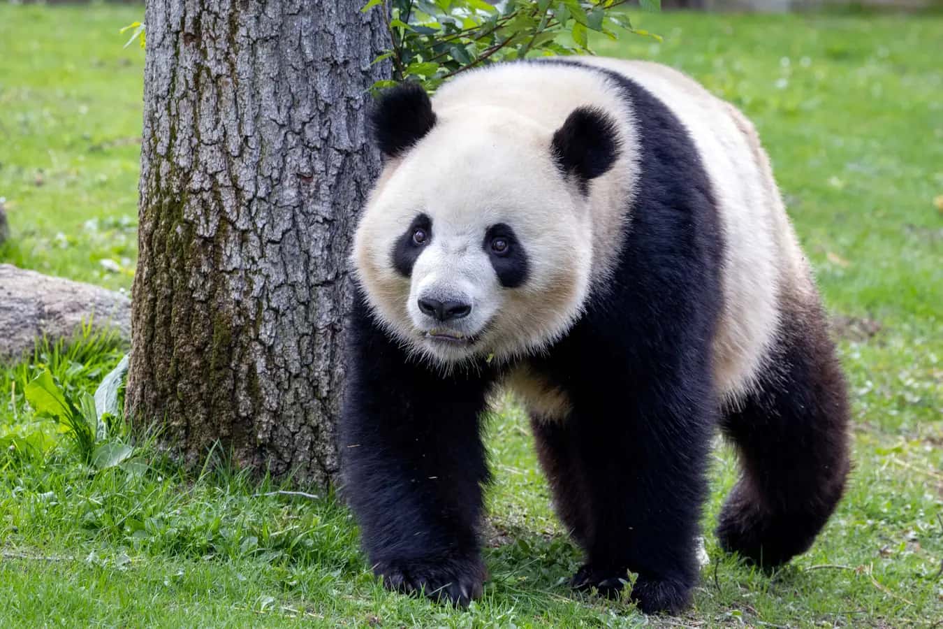 Ingresso e biglietti per Zoo Aquarium Madrid